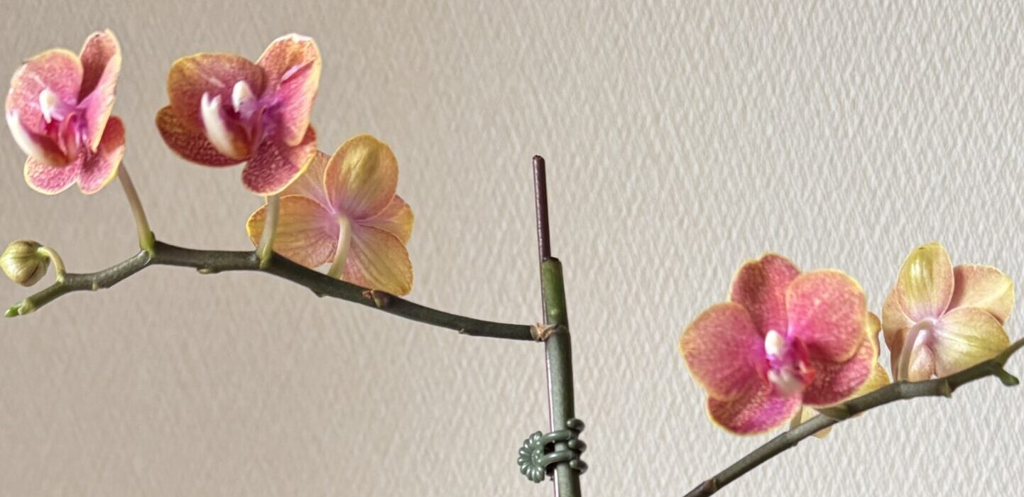 #slidecaption2 岡山から世界へ 安心の懸け橋を